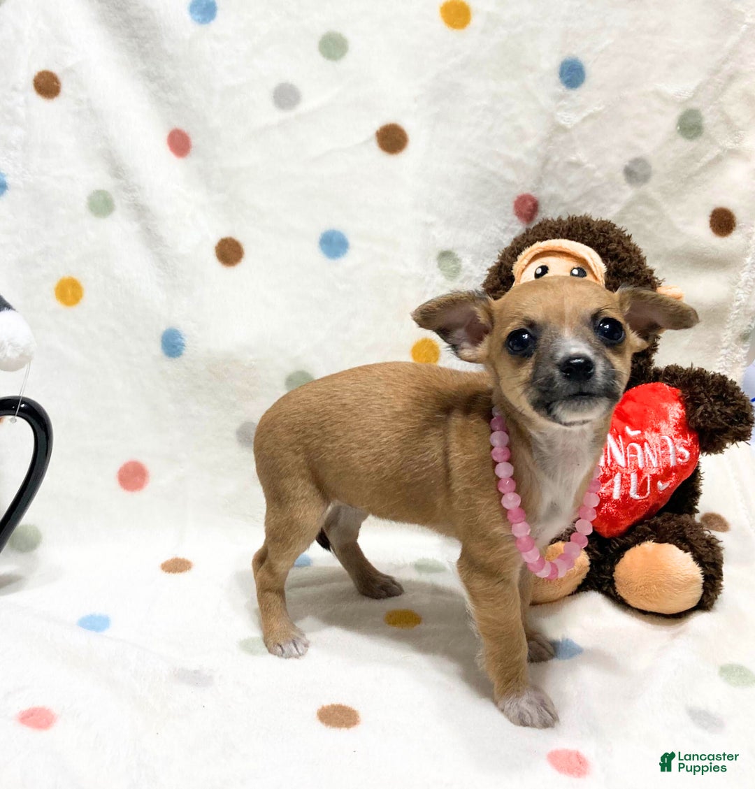 Chihuahua dogs for sale: Bambi - Ad 3