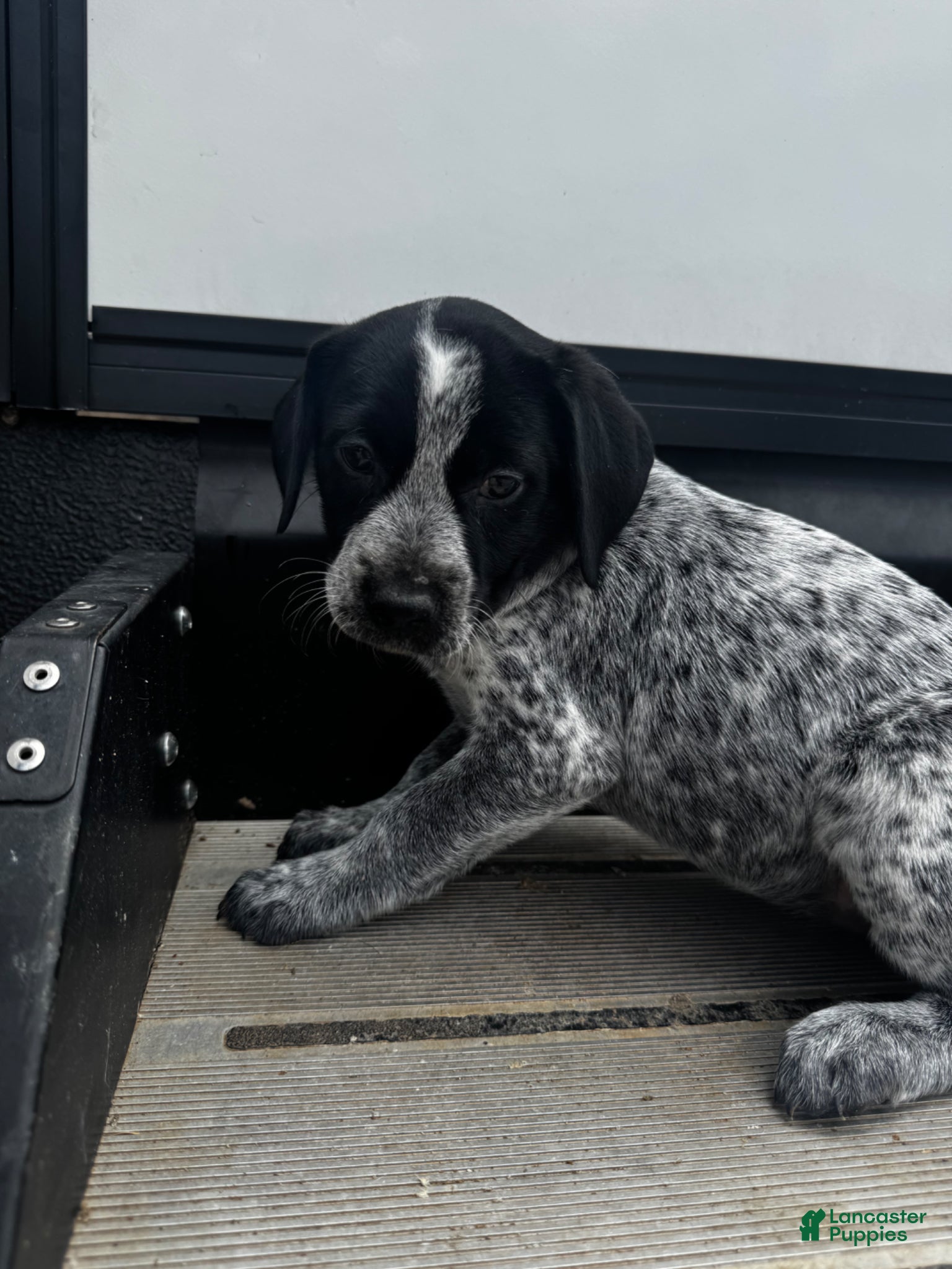 Mixed Breed dogs Willow - Ad 26