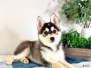 Pomsky dogs Oslo - Ad 15