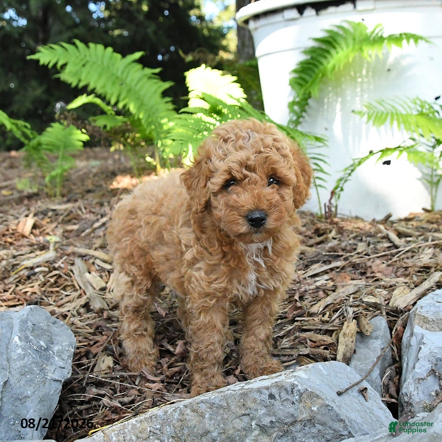 Havapoo dogs Tucker - Ad 2