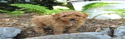 Havapoo dogs for sale: Tucker - Ad 2