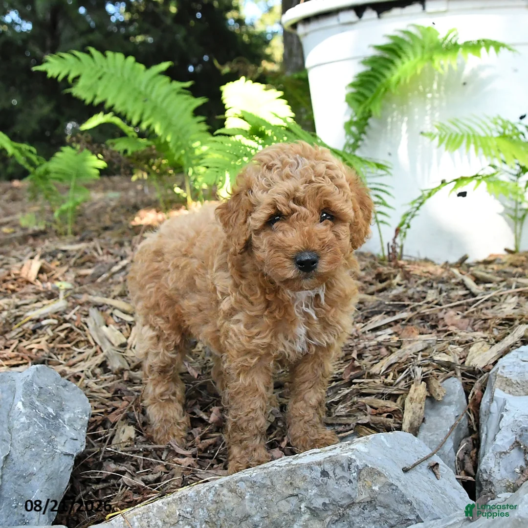 Havapoo dogs for sale: Tucker - Ad 2