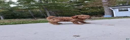 Miniature Labradoodle dogs for sale: Melanie - Ad 4