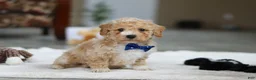 Bichpoo dogs for sale: Austin - Ad 5