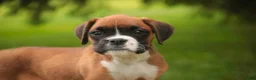 Boxer dogs for sale: Skye - Ad 7