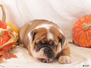 Mixed Breed dogs - Ad 16