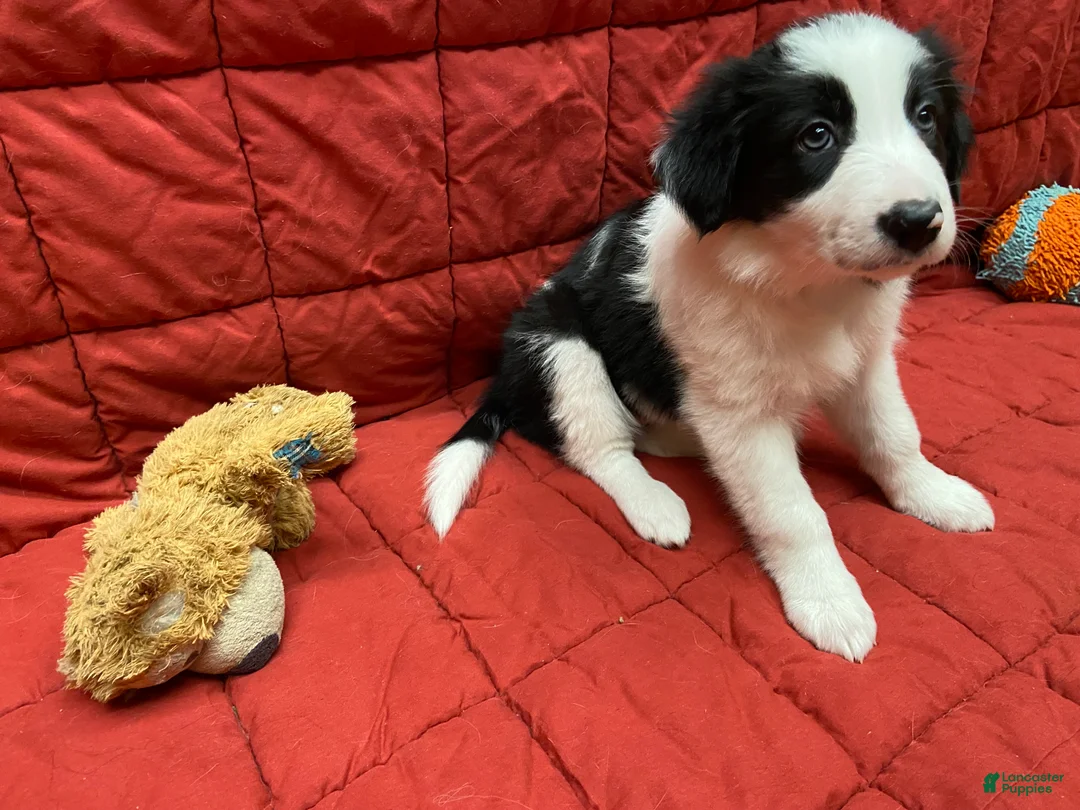 Border Collie dogs for sale: Remy - Ad 9