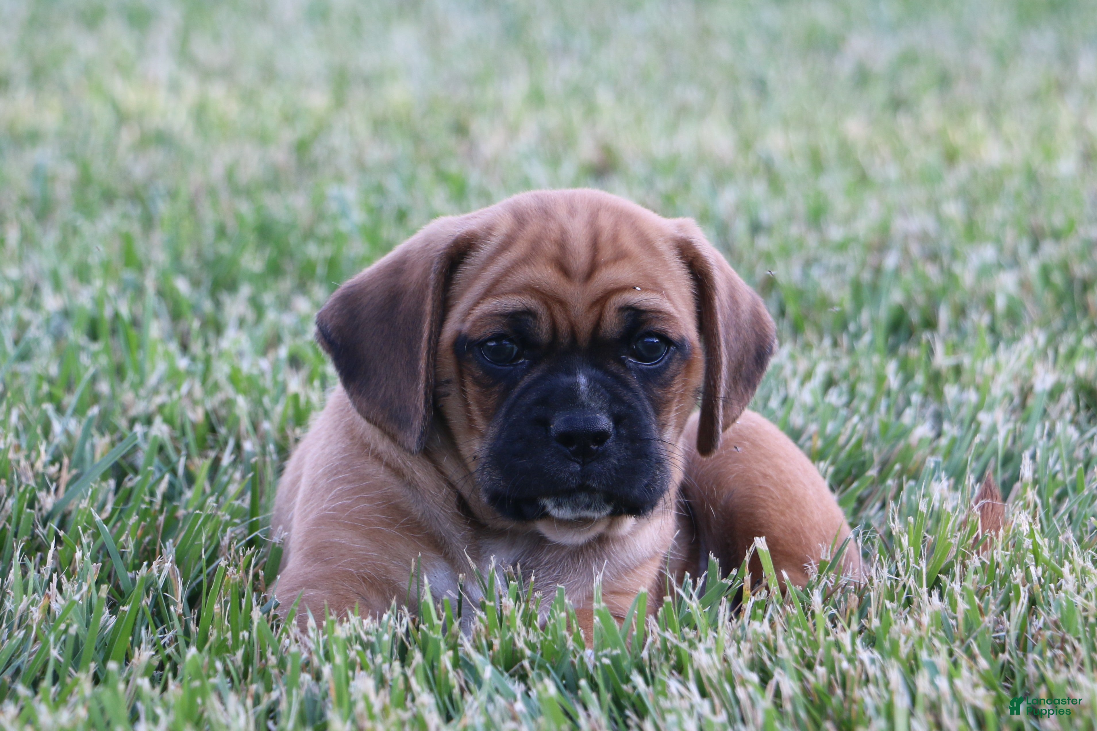 Puggle dogs for sale: Buster - Ad 3