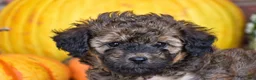 Havapoo dogs for sale: Diego - Ad 5