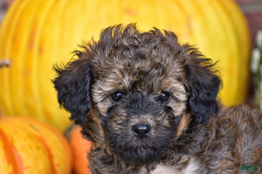 Havapoo dogs for sale: Diego - Ad 5