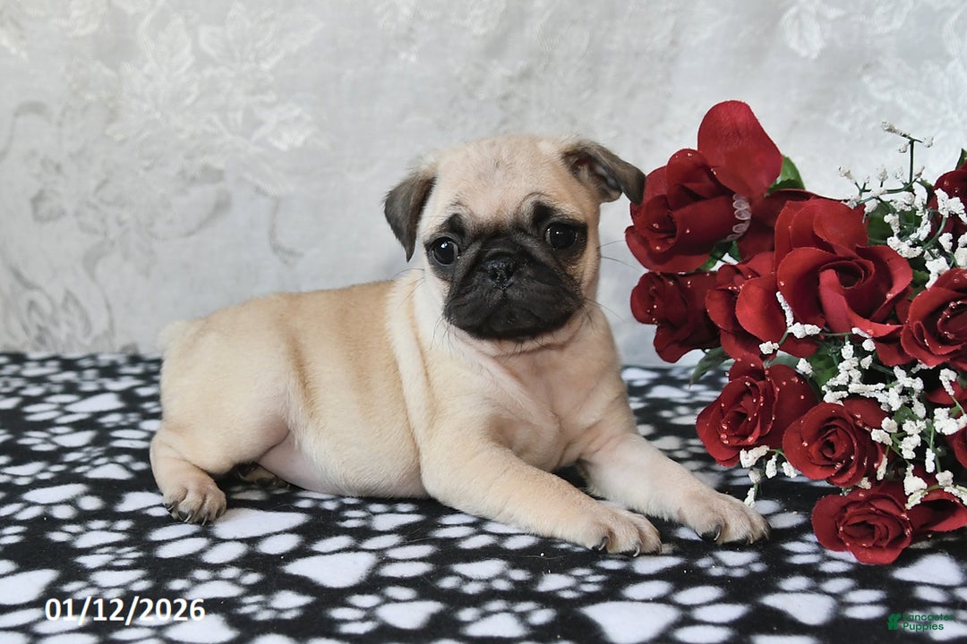 Pug dogs for sale: Munchkin - Ad 1