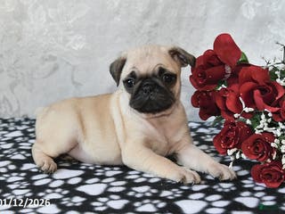 Pug dogs Munchkin - Ad 14