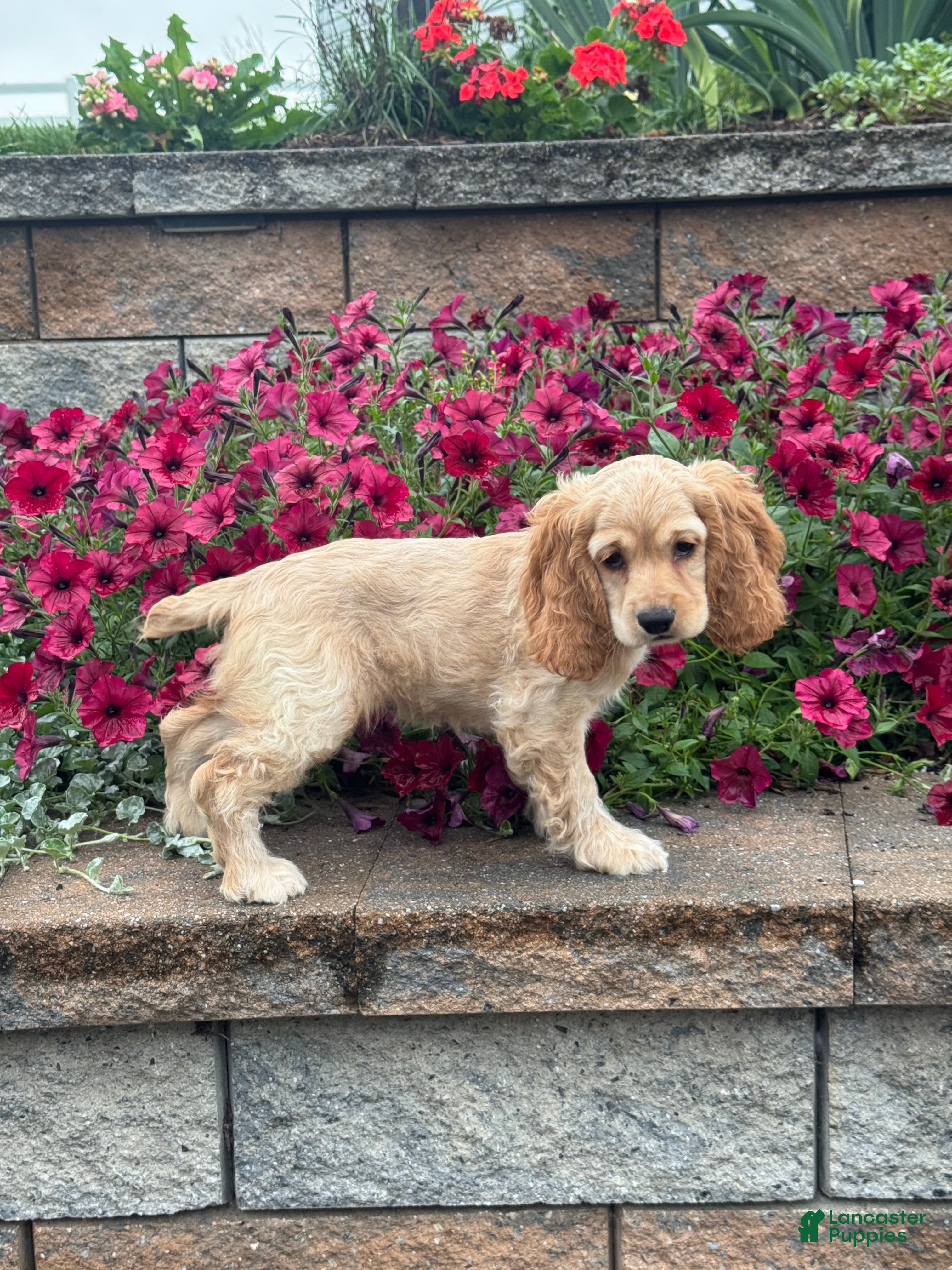Cocker Spaniel dogs Coco - Ad 28