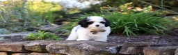 Cavapoo dogs for sale: Brady - Ad 13