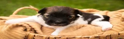 Havanese dogs for sale: Birdie Havanese  - Ad 4