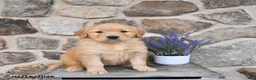 Golden Retriever dogs for sale: Molly - Ad 4