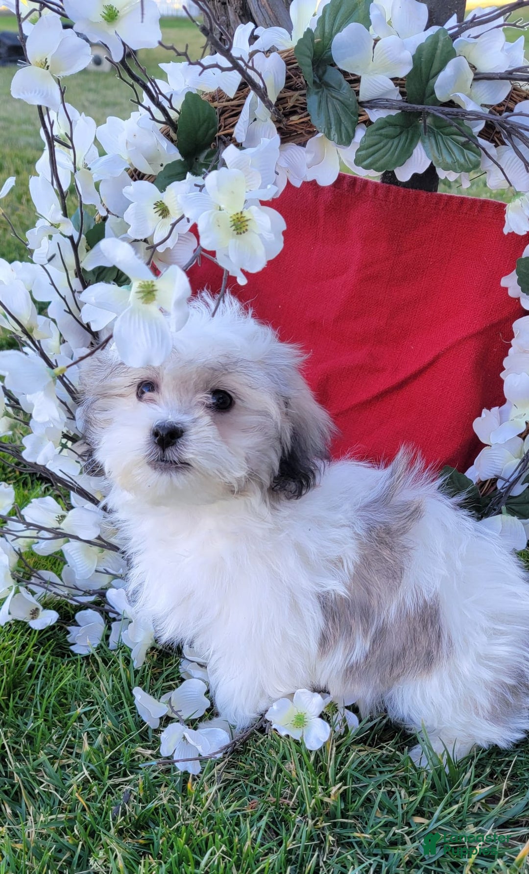 Gallery Image {{count}}