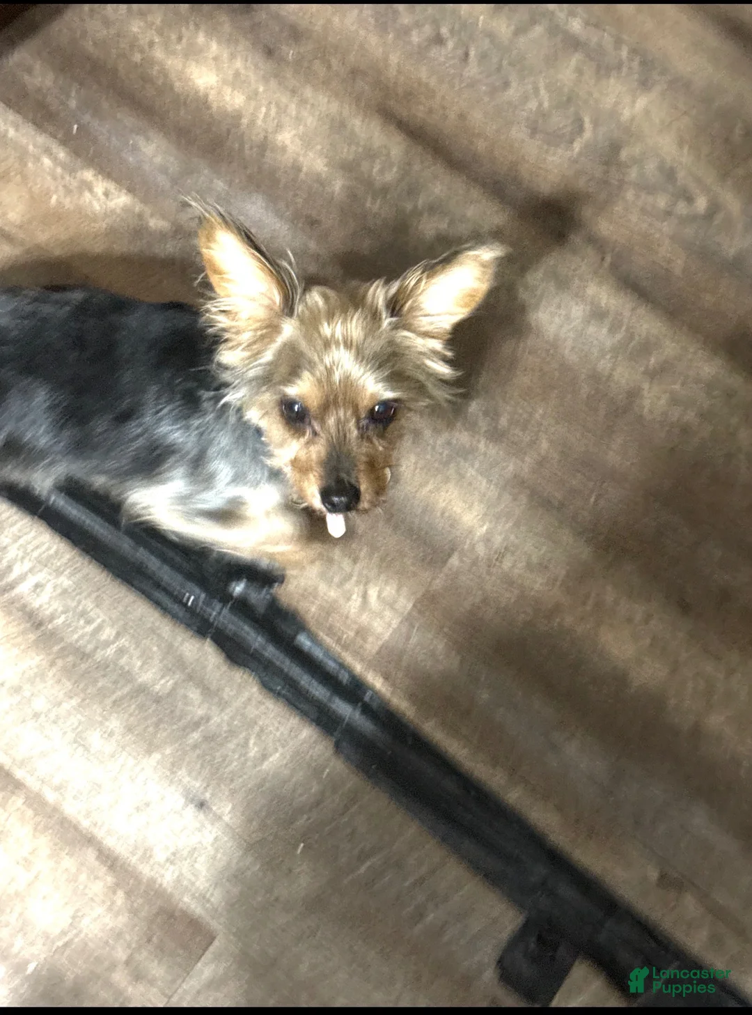 Chorkie dogs for sale: Chorkie 1 - Ad 2