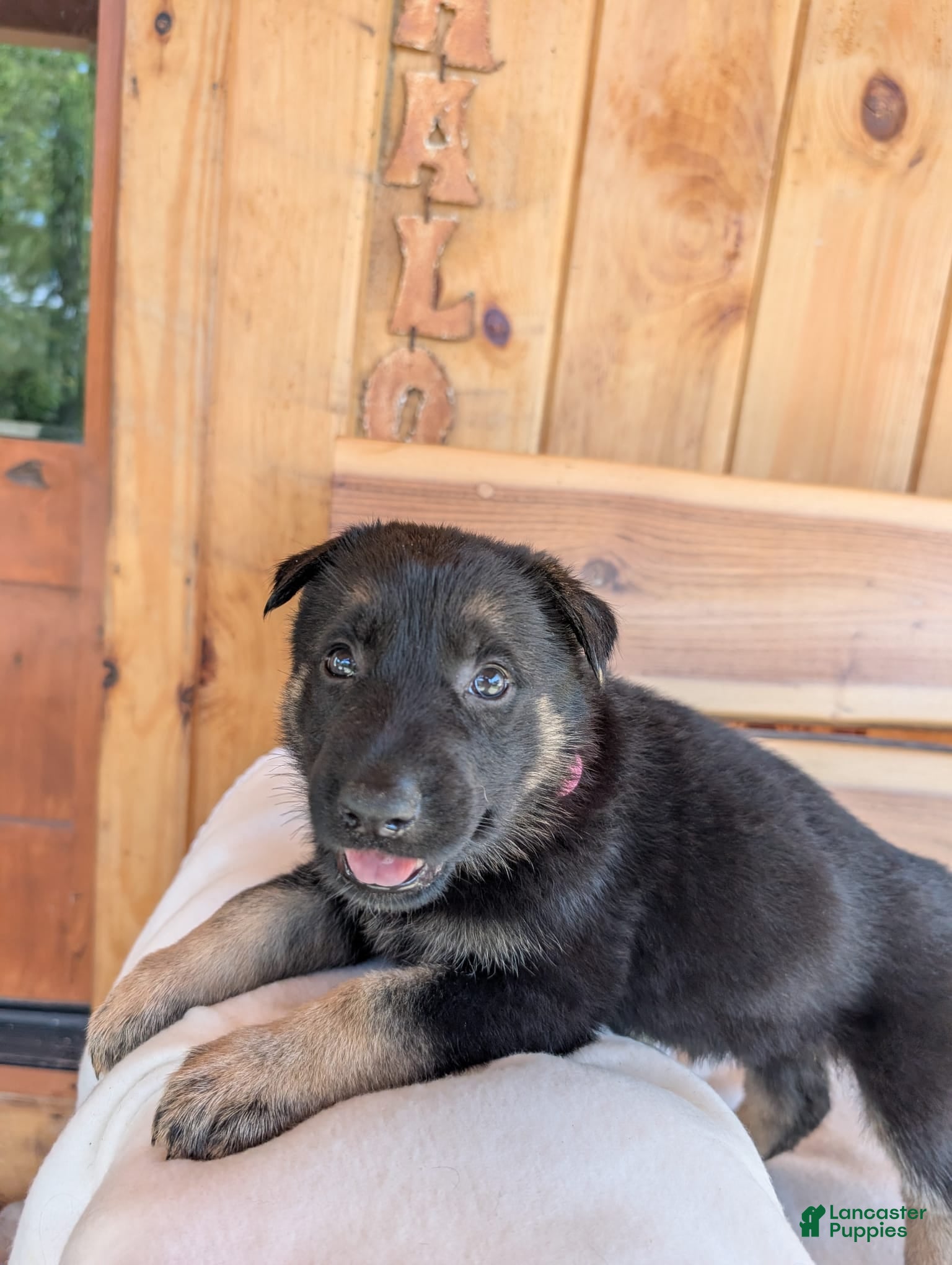 German Shepherd dogs 🐾RAYMOND 🐾 - Ad 2