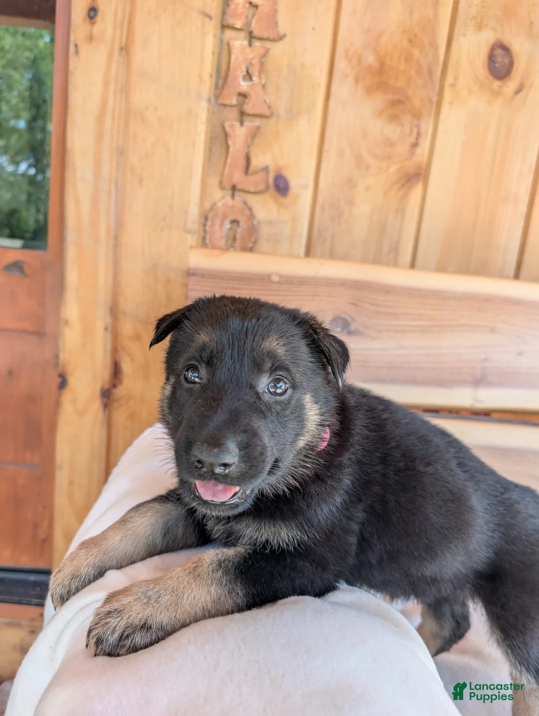 German Shepherd dogs for sale: 🐾RAYMOND 🐾 - Ad 2