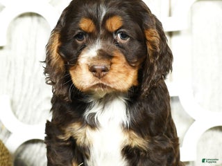Cocker Spaniel dogs - Ad 41