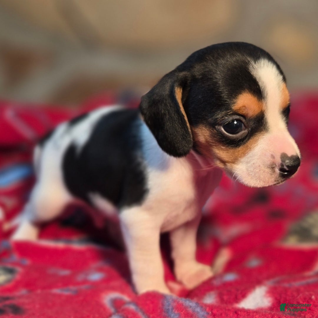 Beagle dogs for sale: Basil Queen Elizabeth Pocket Beagle - Ad 7