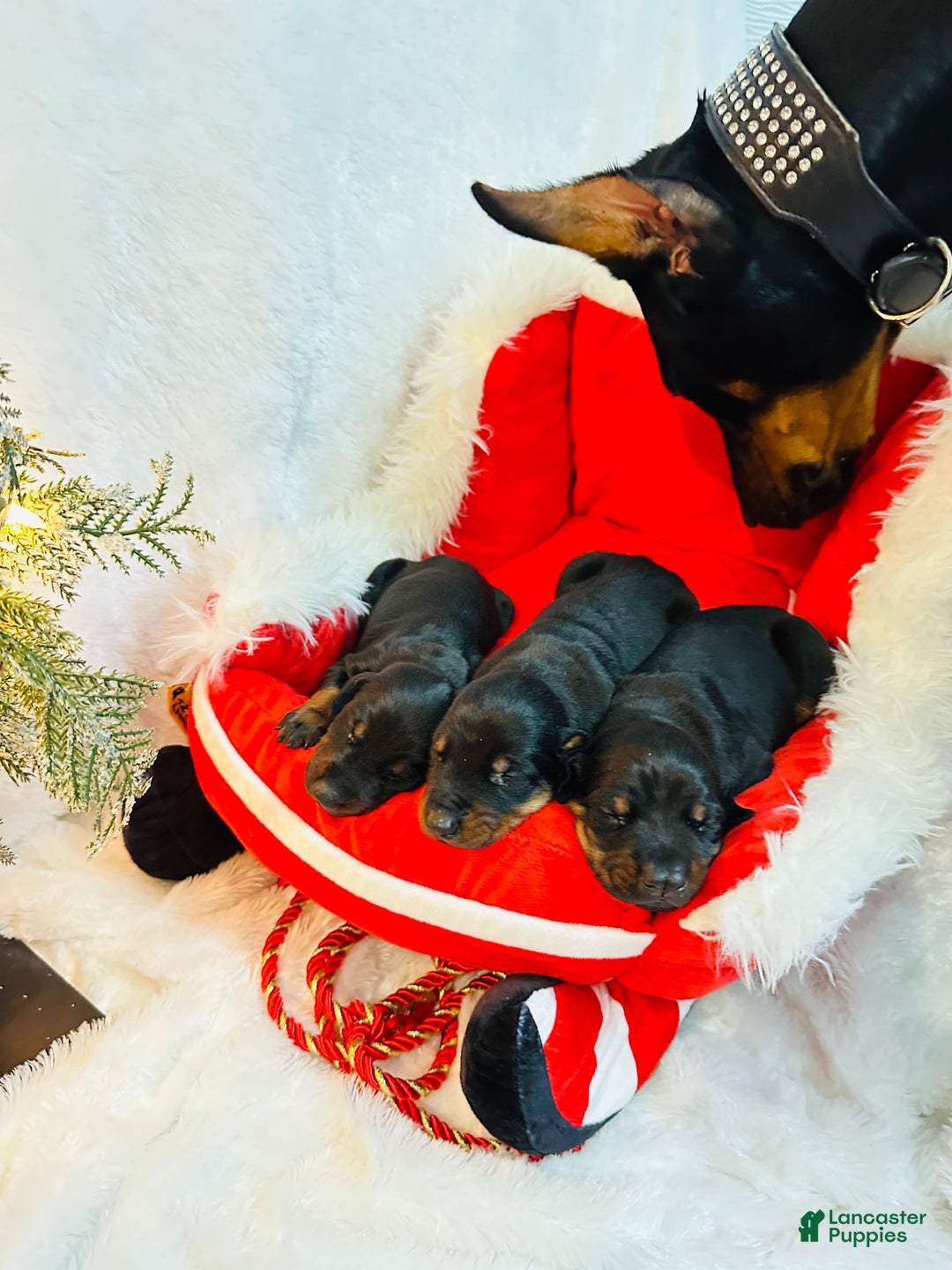 Doberman Pinscher dogs for sale: Doberman Pinscher Puppy 1 - Ad 1