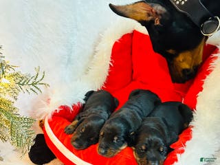 Doberman Pinscher dogs Doberman Pinscher Puppy 1 - Ad 42