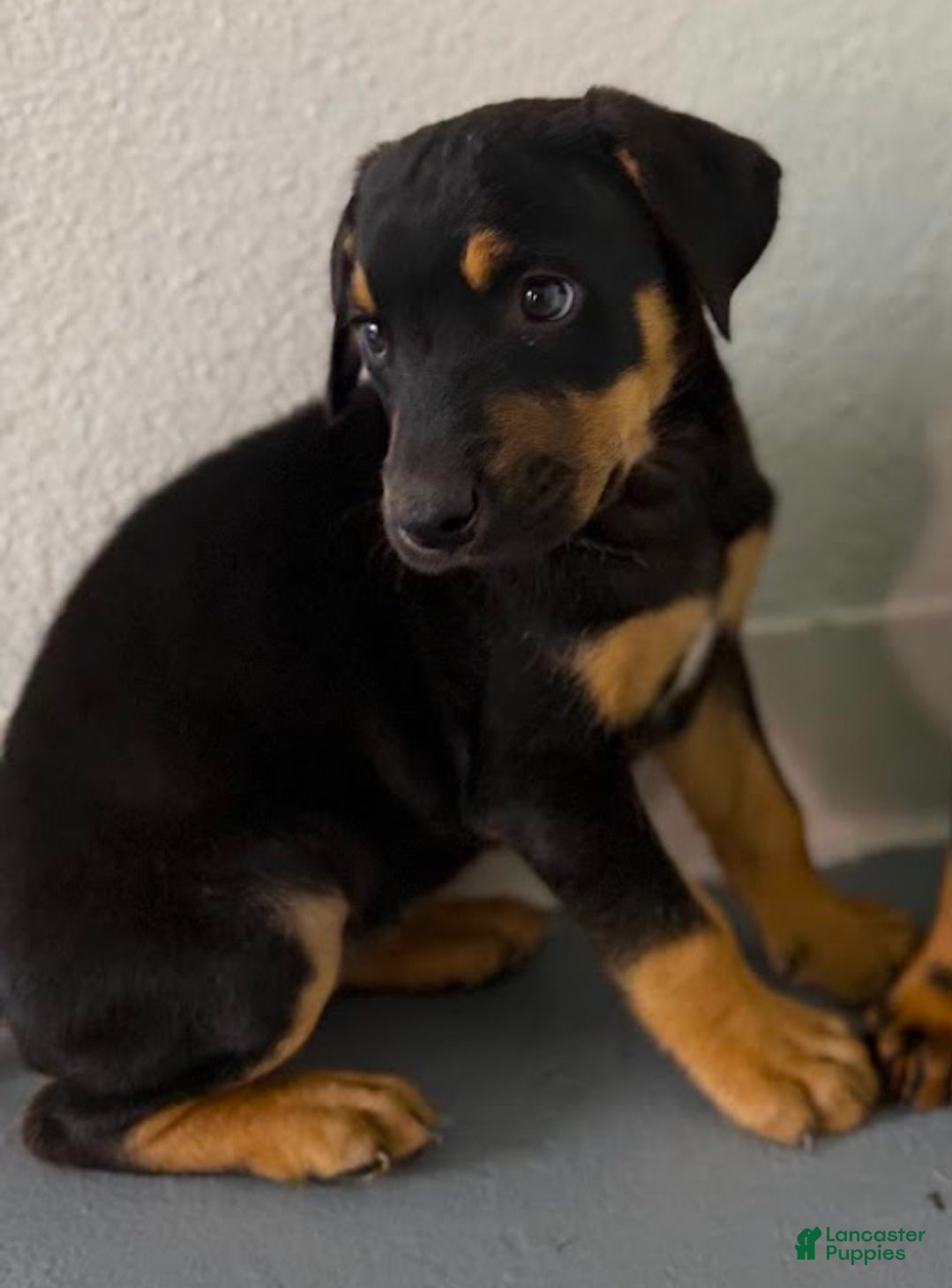 Mixed Breed dogs Doberdane Blk/Rst F - Ad 42