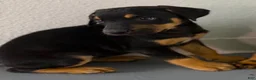 Mixed Breed dogs for sale: Doberdane Blk/Rst F - Ad 9