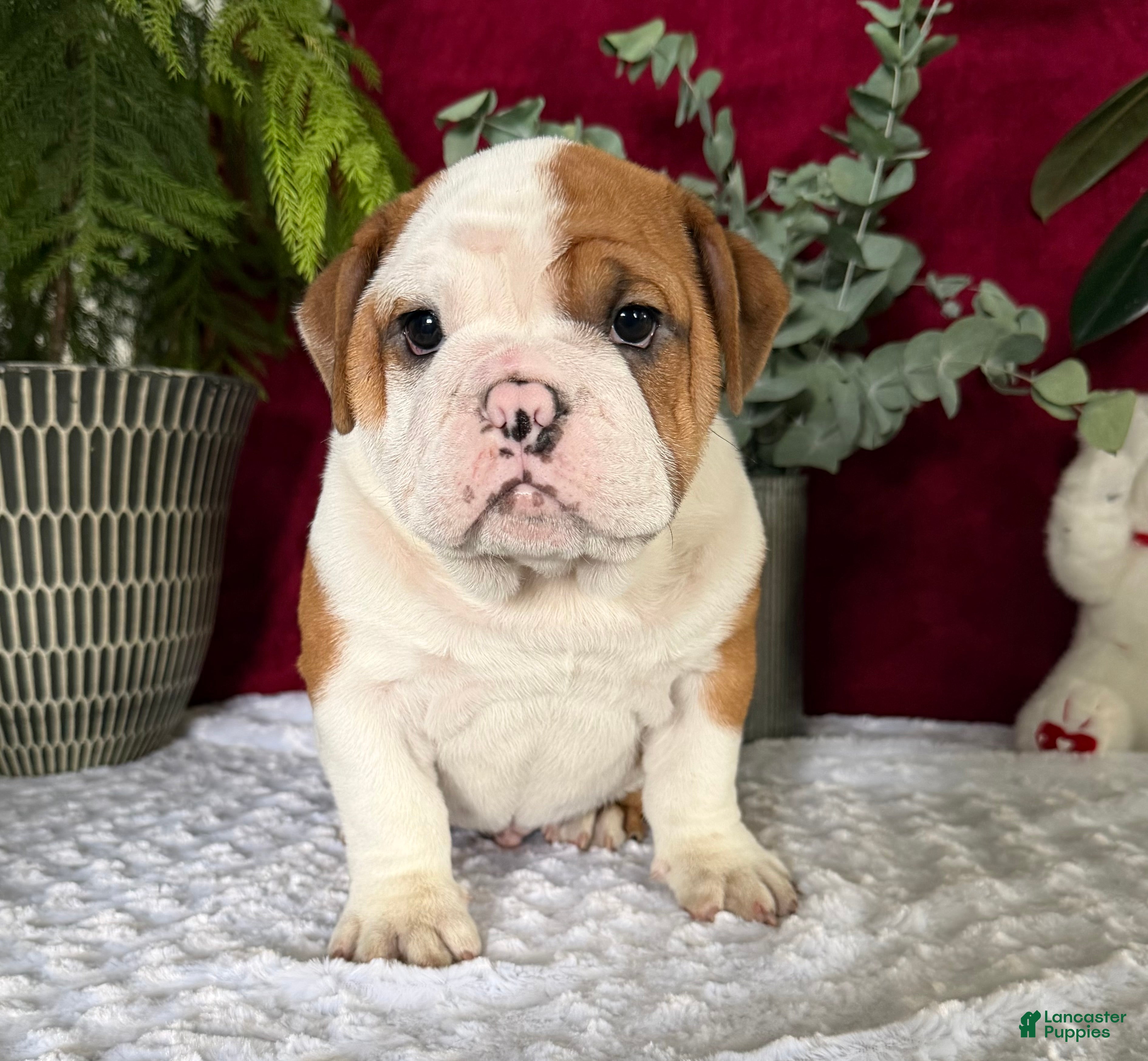 English Bulldog dogs Jake - Ad 26