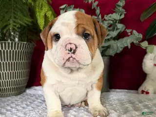 English Bulldog dogs Jake - Ad 26