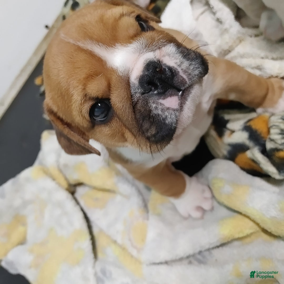 English Bulldog dogs for sale: Frankie - Ad 6