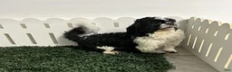 Shih Tzu dogs for sale: Baylee - Ad 4