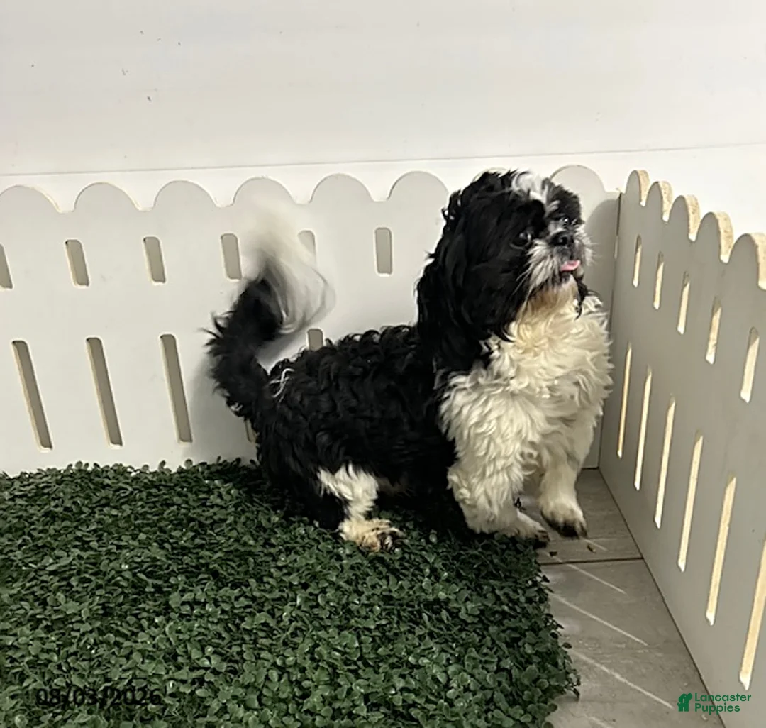 Shih Tzu dogs for sale: Baylee - Ad 4