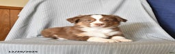 Australian Shepherd dogs for sale: Rusty - Ad 1