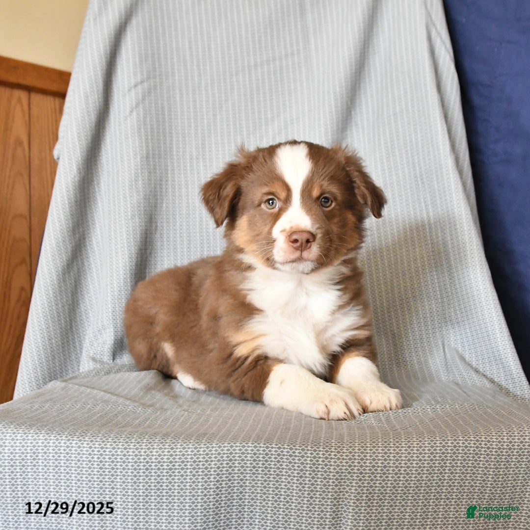Australian Shepherd dogs for sale: Rusty - Ad 1