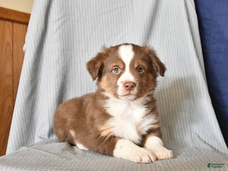 Australian Shepherd dogs Rusty - Ad 32