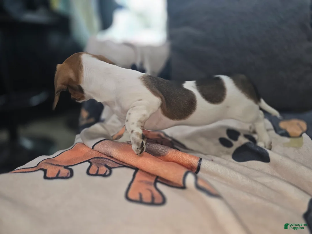 Dachshund dogs for sale: Tankerbell - mini - Ad 4