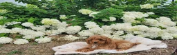 Miniature Poodle dogs for sale: Jaxon  - Ad 7