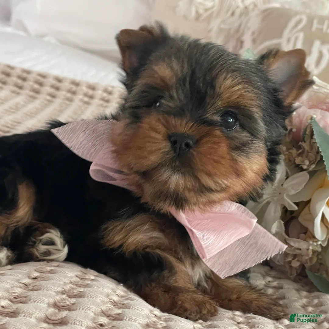Yorkshire Terrier dogs for sale: Nita - Ad 5