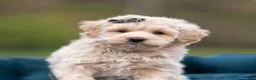 Maltipoo dogs for sale: Oakley - Ad 3