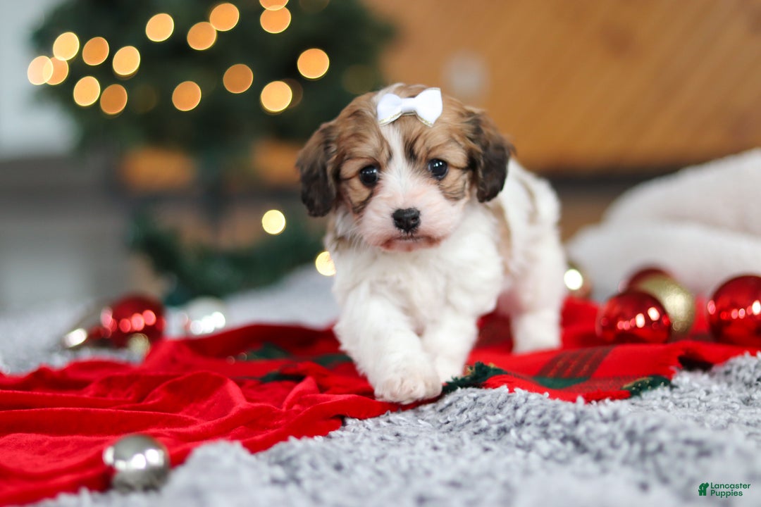 Cavachon dogs for sale: Sunshine  - Ad 6