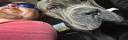 Cane Corso dogs for sale: Monte Carlo  - Ad 14