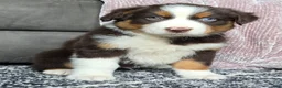 Australian Shepherd dogs for sale: Einstein  - Ad 13