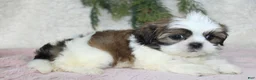 Shih Tzu dogs for sale: Shih Tzu 4 - Ad 2