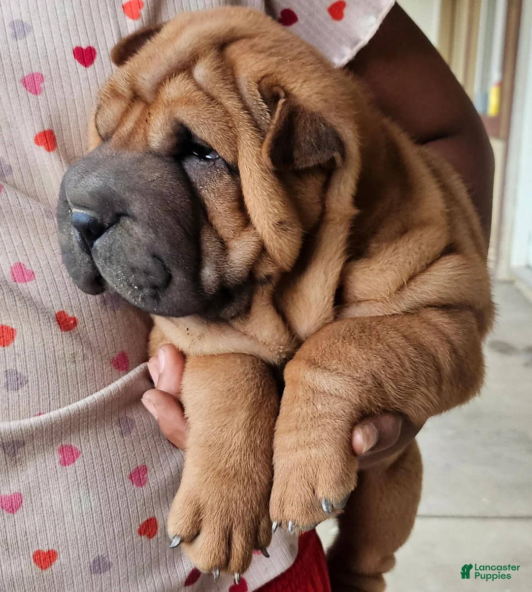 Shar Pei dogs for sale: Shar Pei Puppy 2 - Ad 1