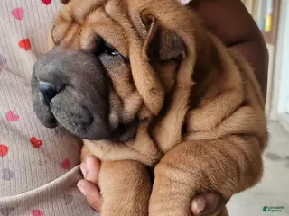 Shar Pei dogs for sale: Shar Pei Puppy 2 - Ad 4