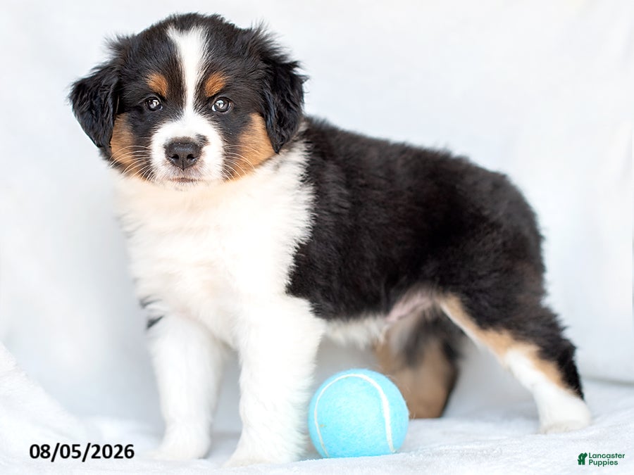 Miniature Australian Shepherd dogs for sale: Jethro - Ad 3