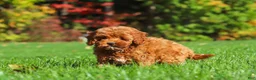 Cockapoo dogs for sale: Willow - Ad 8